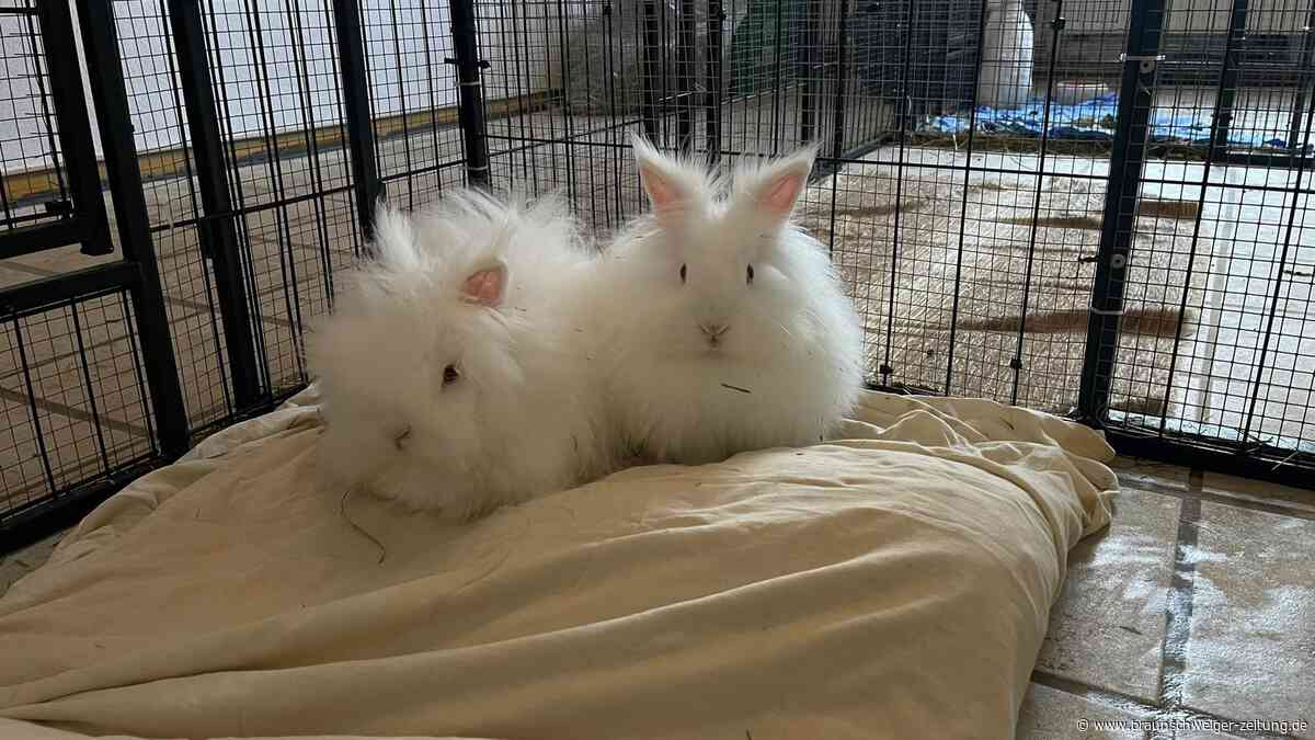 Ein süßes Gifhorner Kaninchen-Duo möchte gern geliebt werden