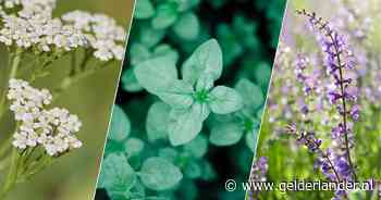 Deze planten kunnen goed tegen droge zomers en natte winters én kun je nu nog in de grond zetten