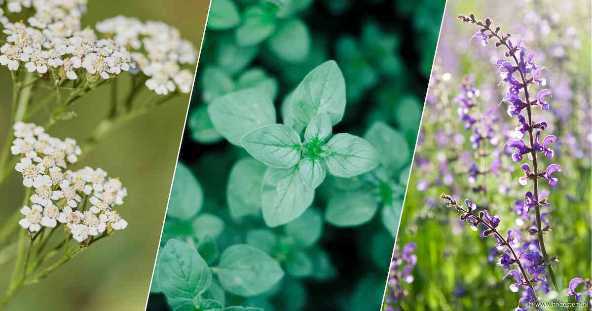 Deze planten kunnen goed tegen droge zomers en natte winters én kun je nu nog in de grond zetten