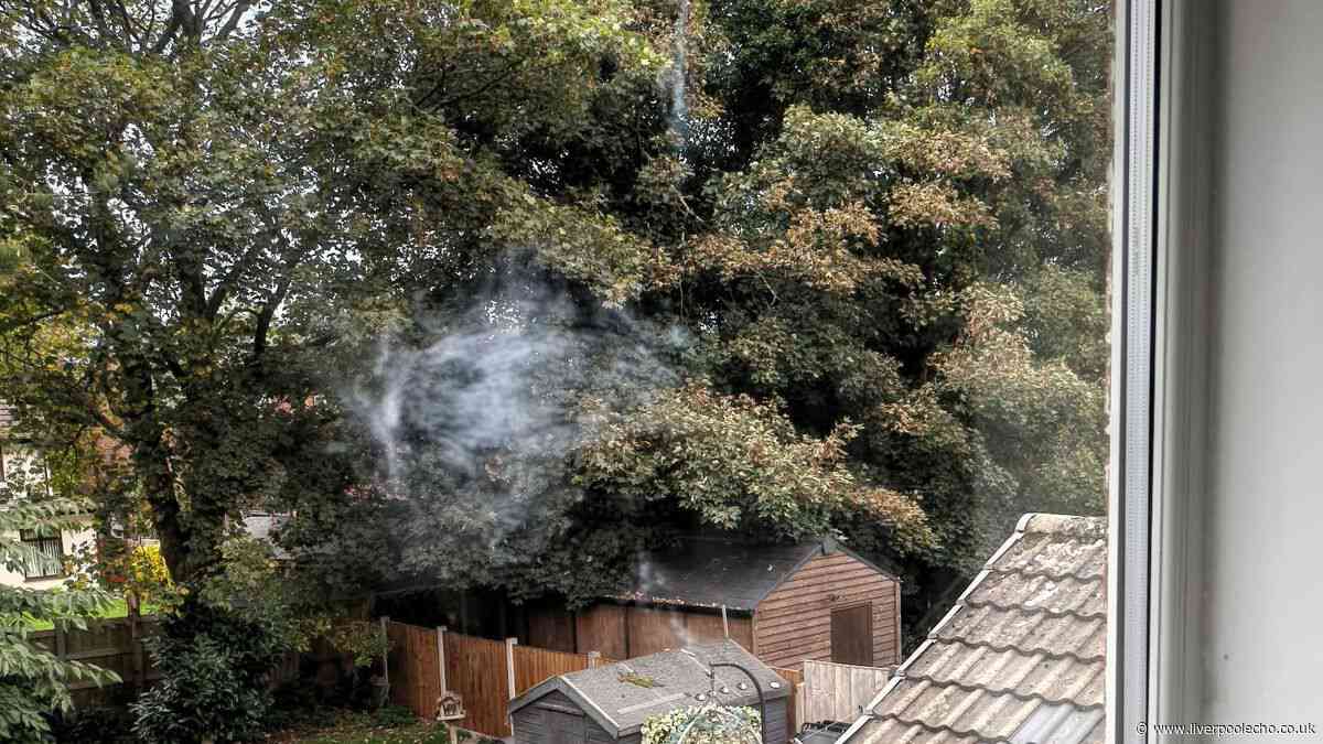 A bird flew into my window this week - here's what I am doing to prevent it happening again