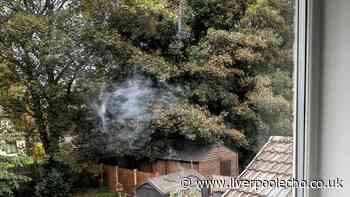 A bird flew into my window this week - here's what I am doing to prevent it happening again