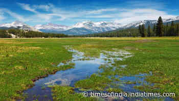 Scientists planted 40,000 seedlings in Yosemite; 3 years later, meadow is still losing carbon