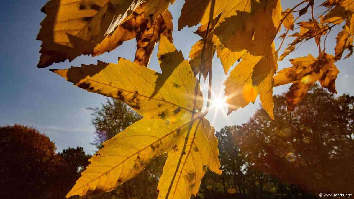 650 Bäume auf 200 Quadratmetern: Poings Mikrowald wird gepflanzt