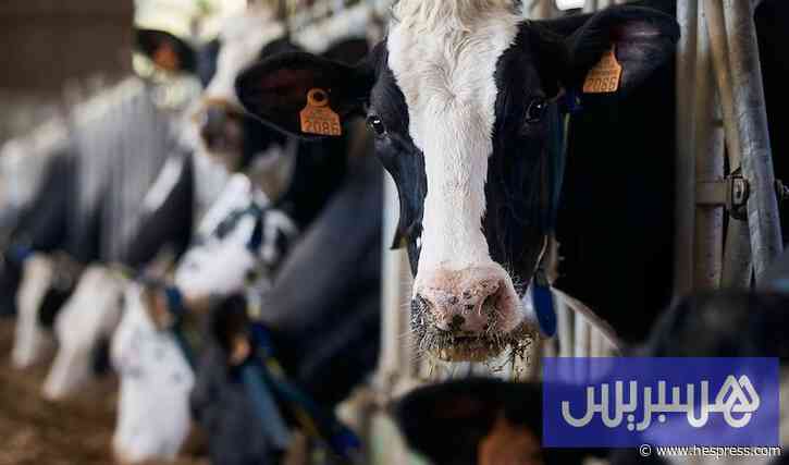 تأخر استيراد الأبقار يقلق منتجي الحليب