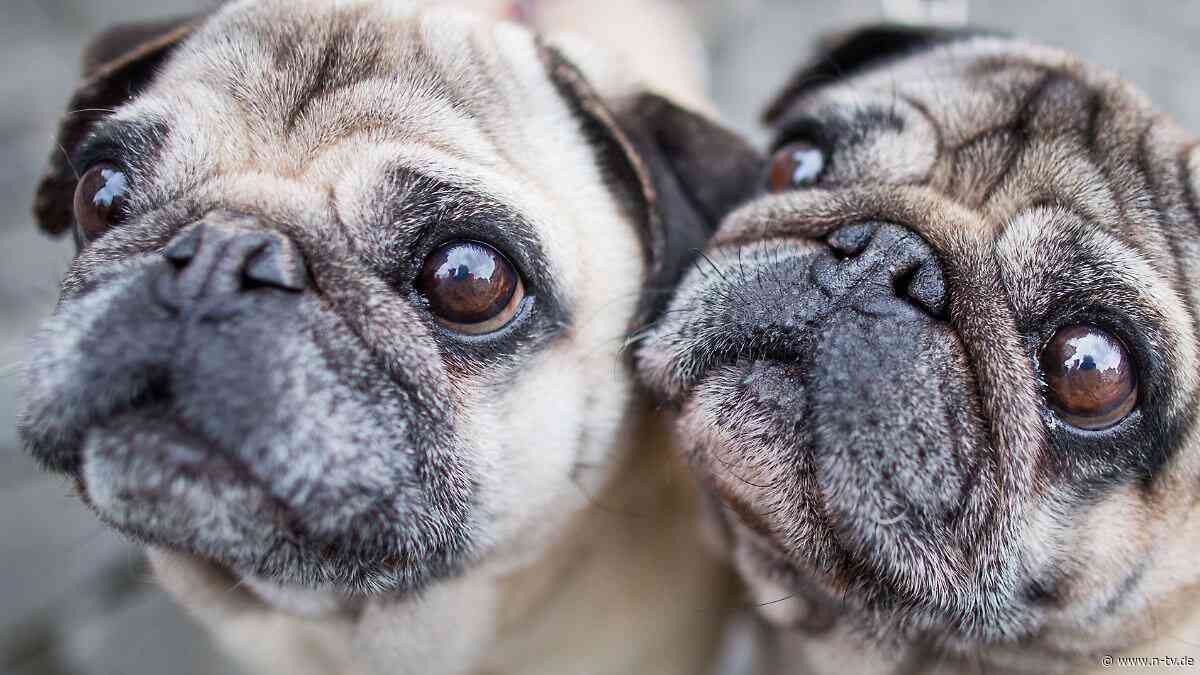 Atemnot-Risiko bei Qualzucht: Hunde zahlen schmerzhaften Preis für Niedlichkeit