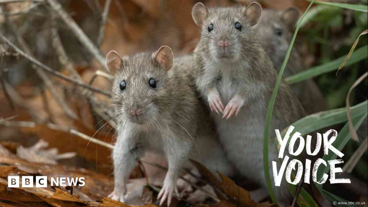 'Influx of rat colonies' plaguing cars in cold weather