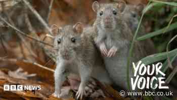 'Influx of rat colonies' plaguing cars in cold weather