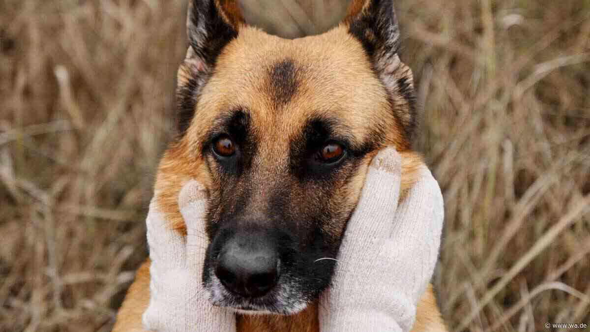 Einige Hunderassen kuscheln nicht gern – sie zeigen Zuneigung anders