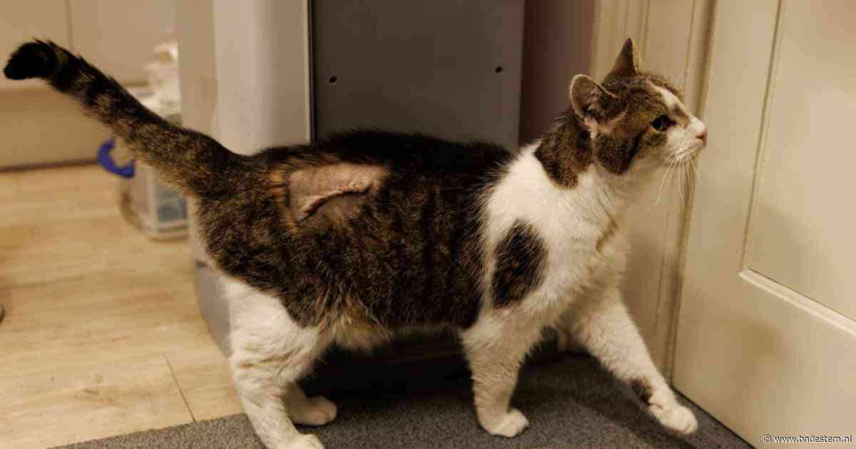 Larry, de 19-jarige kat van Downing Street, weer thuis na operatie