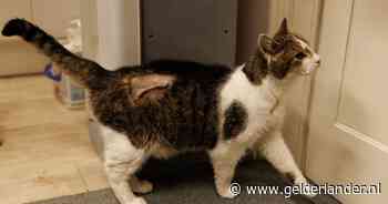 Larry, de 19-jarige kat van Downing Street, weer thuis na operatie
