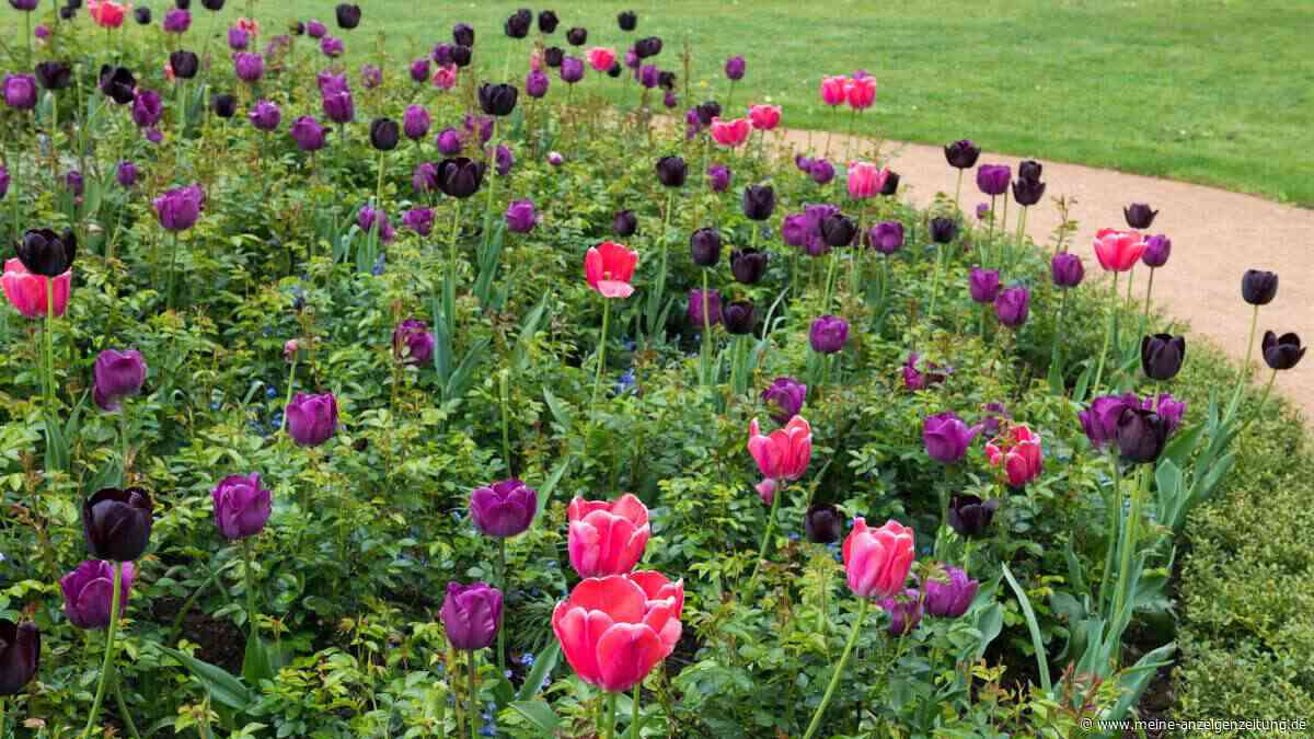 Für Blütenpracht im Frühling: Diese Blumenzwiebeln müssen im Oktober ins Beet