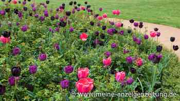 Für Blütenpracht im Frühling: Diese Blumenzwiebeln müssen im Oktober ins Beet