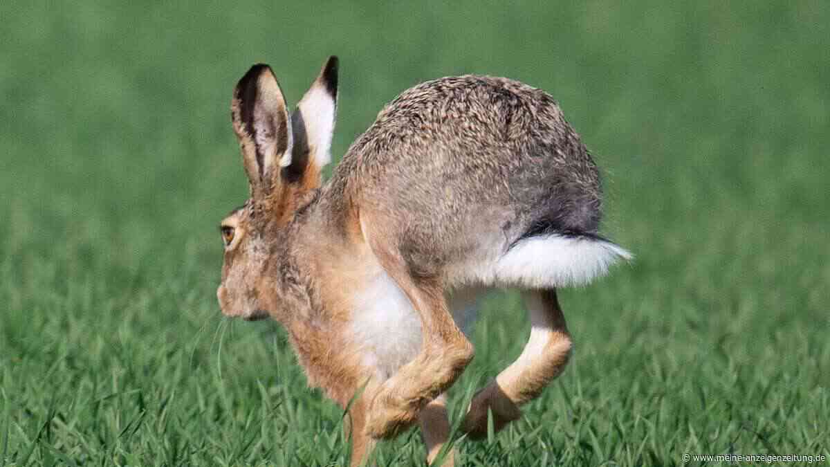 Hasenpest in Freising: Vier tote Tiere im Weltwald und am Vöttinger Weiher