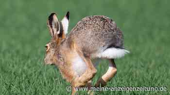 Hasenpest in Freising: Vier tote Tiere im Weltwald und am Vöttinger Weiher