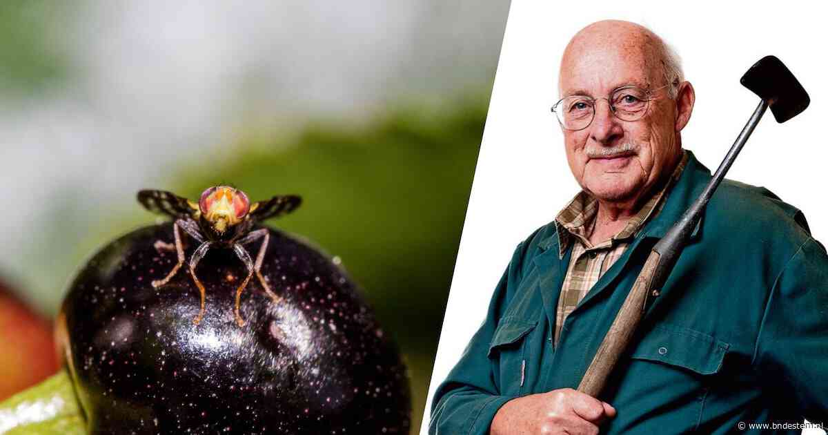 De walnootboorvlieg is pas een bedreiging voor de tuin, niet de geelpoothoornaar