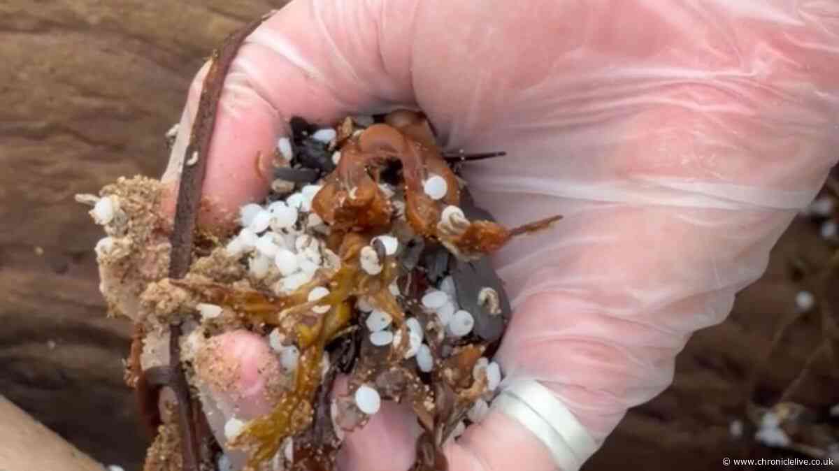 Nurdles updates issued as researchers think 'more than 2 tonnes' could still be in river Tyne