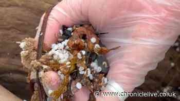 Nurdles updates issued as researchers think 'more than 2 tonnes' could still be in river Tyne