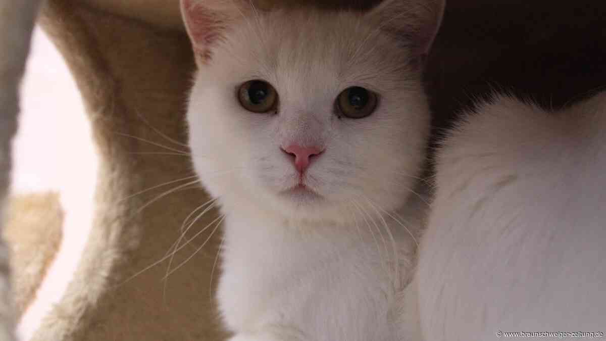 Brummbär auf vier Pfoten: Kater Bärchen aus dem Tierheim Braunschweig sucht ein Zuhause