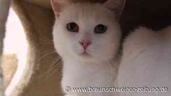 Brummbär auf vier Pfoten: Kater Bärchen aus dem Tierheim Braunschweig sucht ein Zuhause