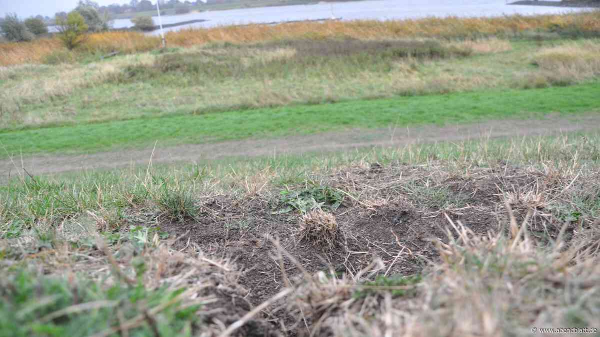 Die Wühlmäuse sind abgetaucht: Deiche gut gerüstet für die Sturmflutsaison