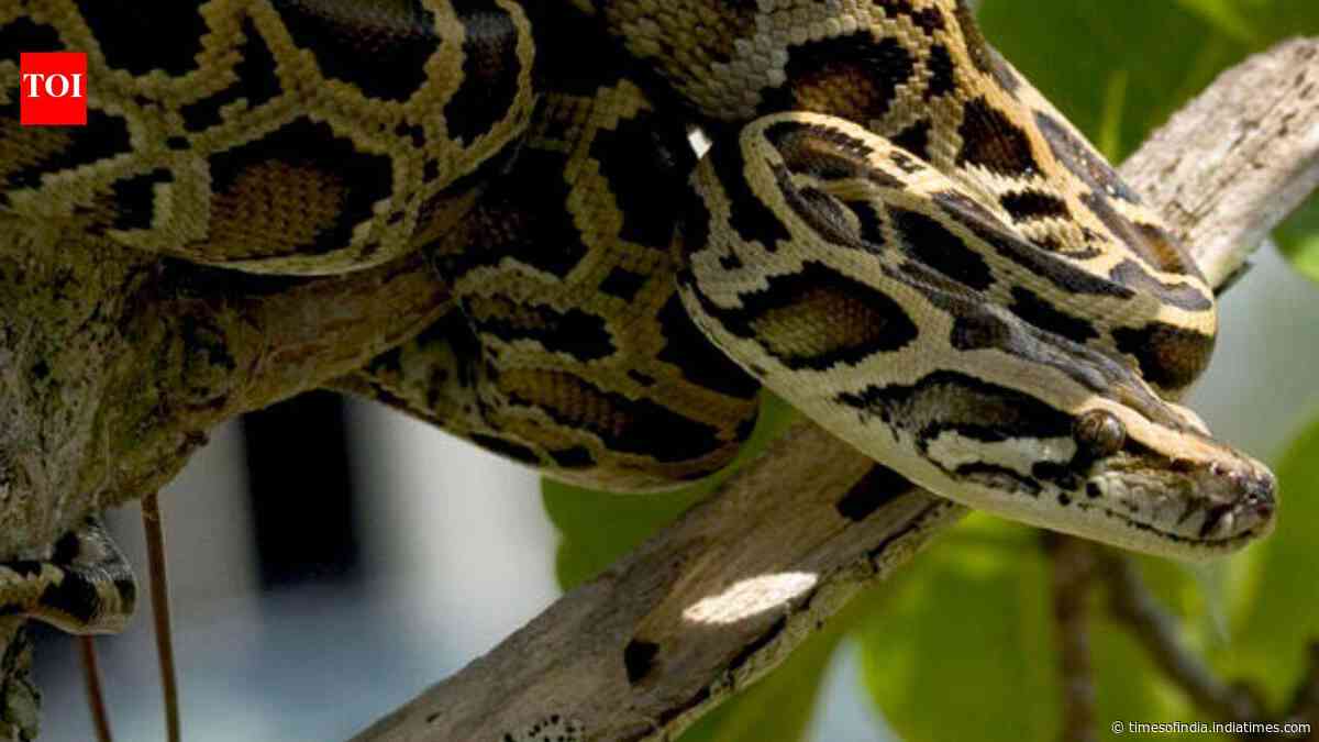 US scientists test drones to track hidden Burmese pythons in the Everglades