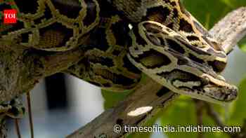 US scientists test drones to track hidden Burmese pythons in the Everglades
