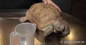 Support pours in for tortoise ahead of surgery