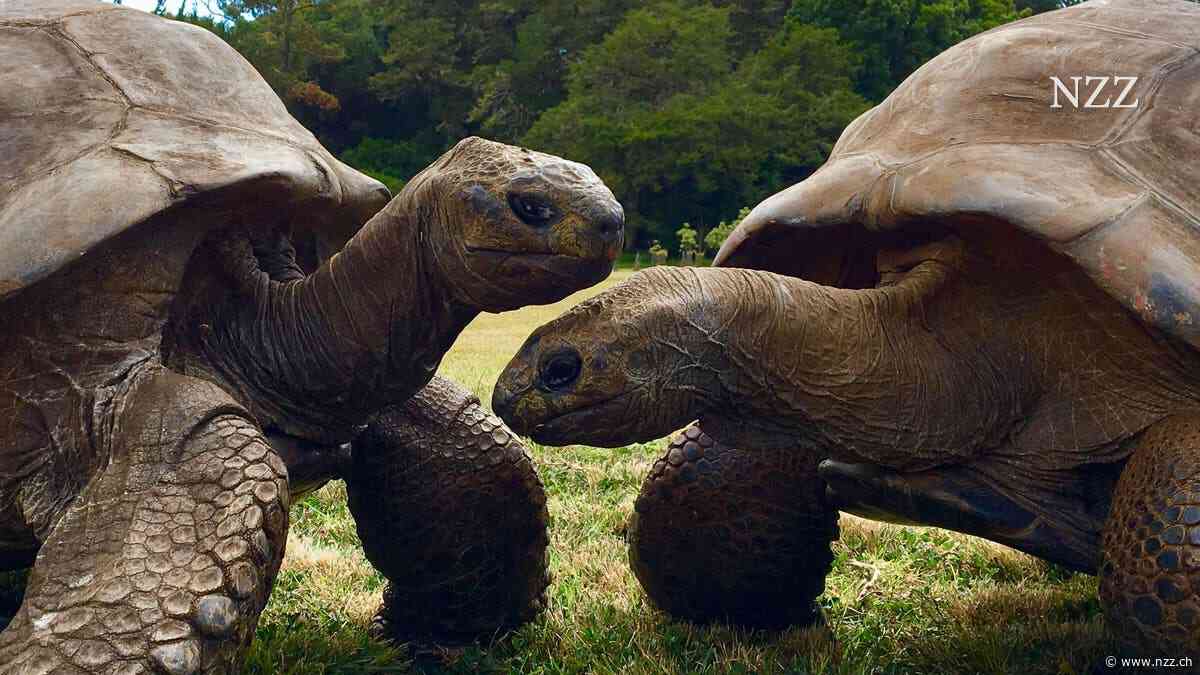 Die Riesenschildkröte Jonathan ist das älteste Landtier der Welt. Forscher haben nun die Ursache seiner Langlebigkeit entdeckt.