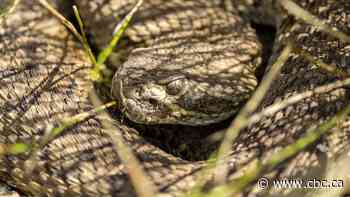 Rattlesnakes abound: Record number of snakes removed in Lethbridge this year