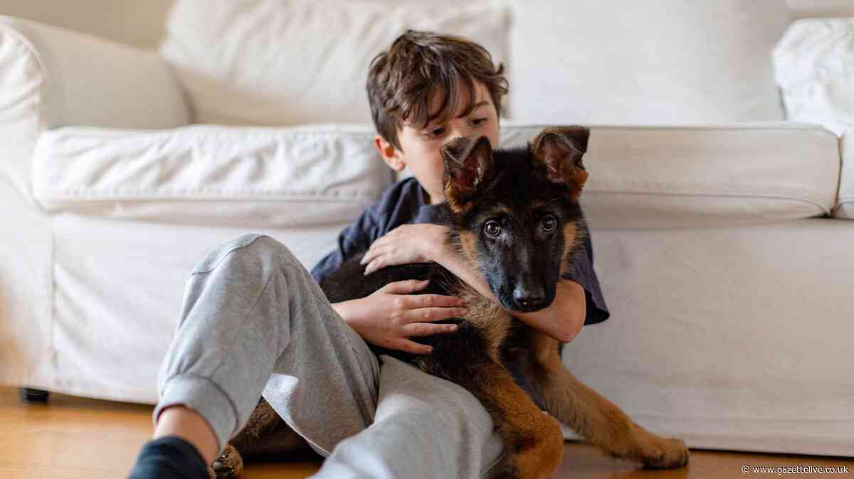 Dog trainer shares 'harsh truth' for owners across UK