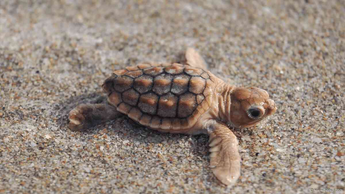 Rare ‘pumpkin spice’ baby sea turtle spotted in Florida