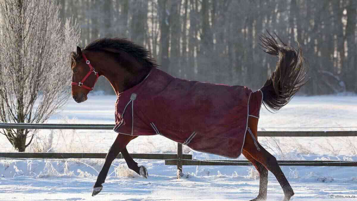 Gut eingedeckt: Diese Pferdedecken sind im Herbst und Winter sinnvoll