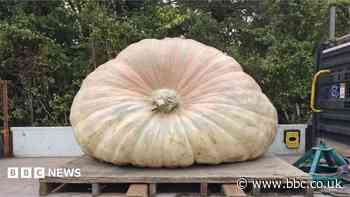 South weekly quiz: How heavy is the record-breaking pumpkin?