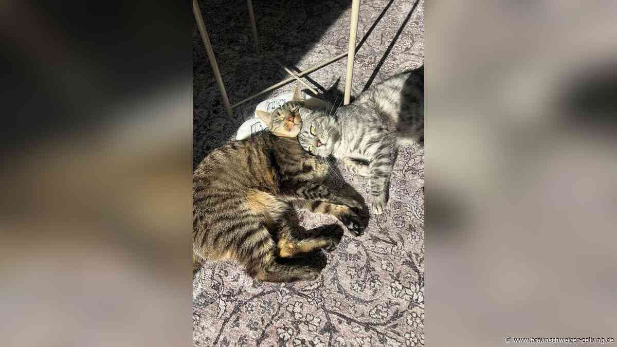 Unter Tränen im Tierheim Peine abgegeben: Pero und Louie hoffen auf ein zweites Zuhause