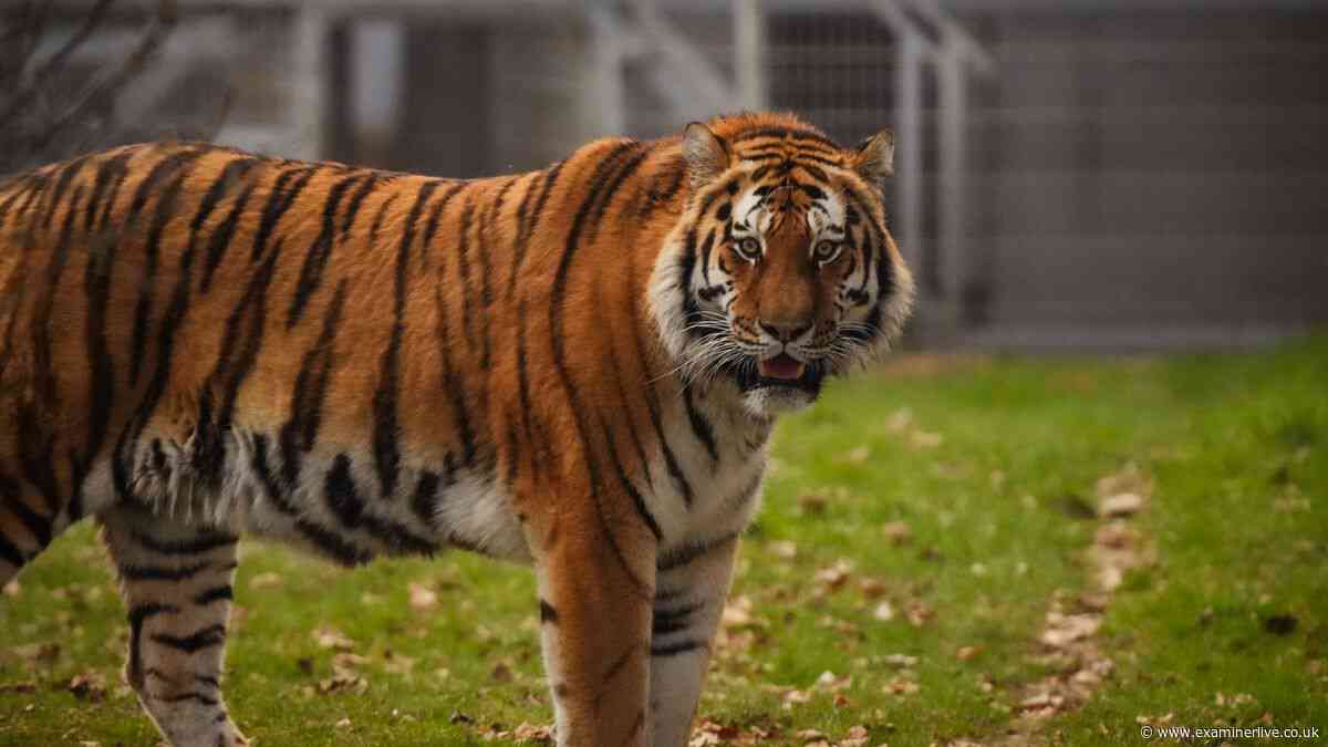 Yorkshire Wildlife Park evacuated LIVE updates after 'visitor jumps in tigers' pen'