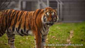 Yorkshire Wildlife Park evacuated LIVE updates after 'visitor jumps in tigers' pen'