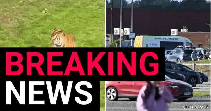 Man ‘jumps into tiger enclosure’ before animal ‘shot by staff’ at wildlife park