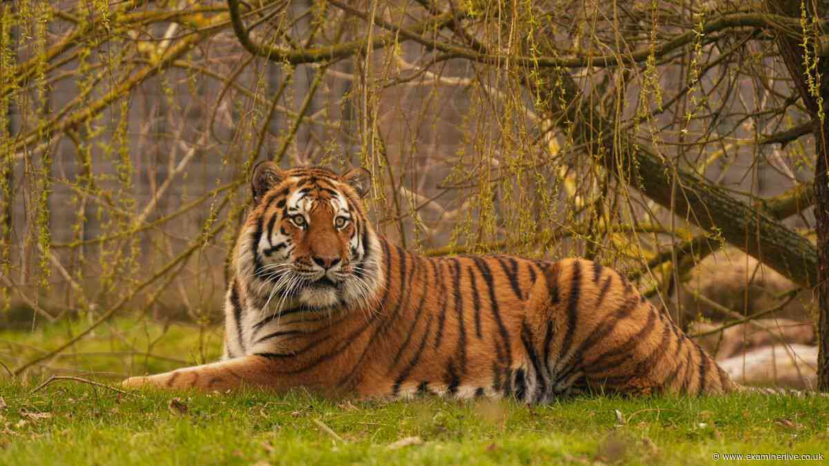 Yorkshire Wildlife Park issues tiger statement as shots fired inside enclosure after 'serious incident'