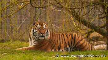 Yorkshire Wildlife Park issues tiger statement as shots fired inside enclosure after 'serious incident'