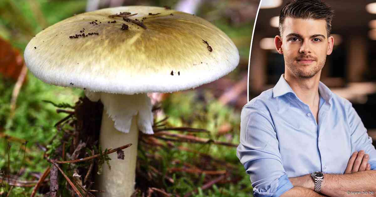 Hij lijkt op een gewone champignon, maar is zéér giftig: zo herken je de ‘groene knolamaniet’, die nu volop in ons land groeit