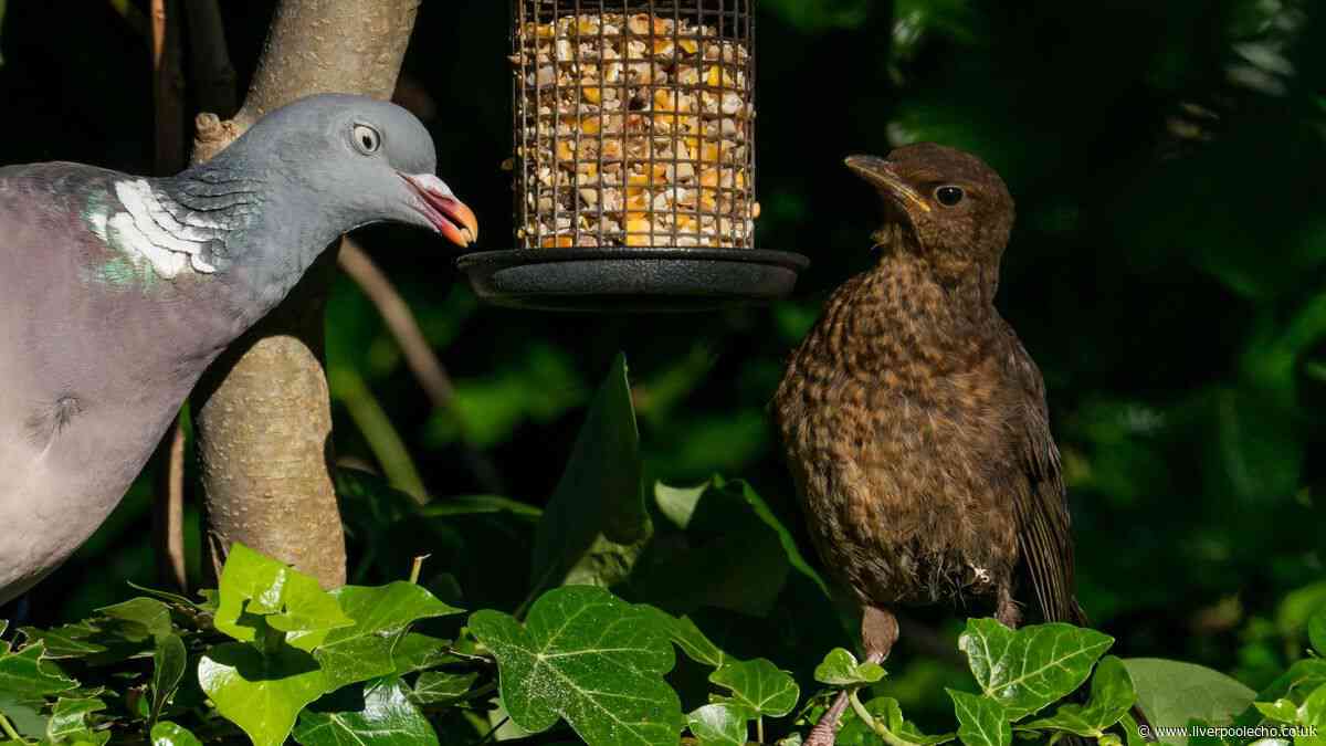 RSPB warns UK households not to feed garden birds this October amid ban on feeder sales