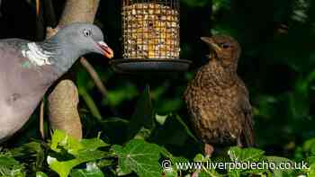 RSPB warns UK households not to feed garden birds this October amid ban on feeder sales