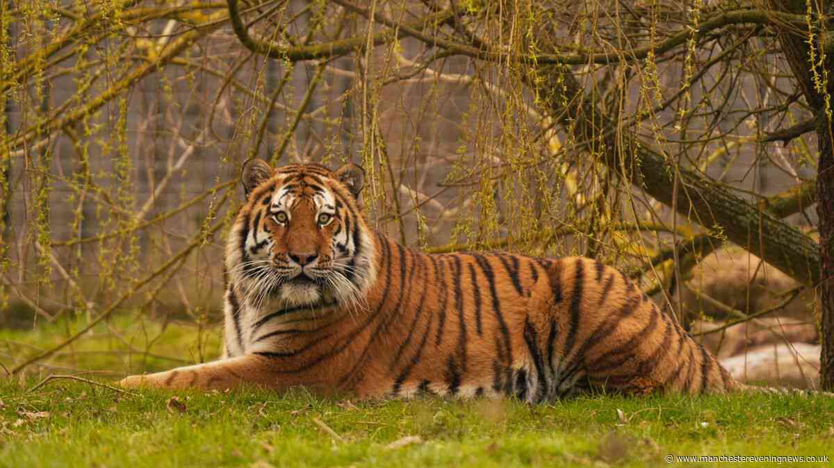 Yorkshire Wildlife Park evacuated after 'man jumps in tiger enclosure'