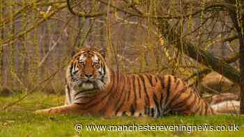 Yorkshire Wildlife Park evacuated after 'man jumps in tiger enclosure'