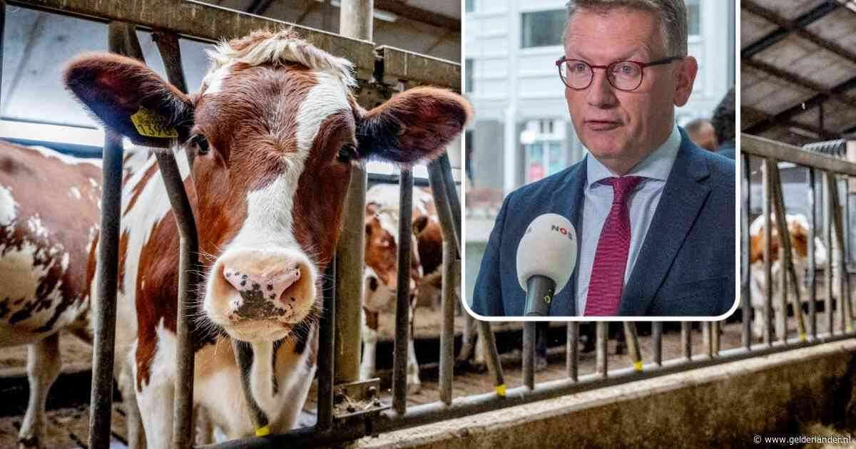 Veehouderijen mogen niet groter dan 2,5 hectare: zo wil Gelderland het platteland beschermen