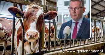 Veehouderijen mogen niet groter dan 2,5 hectare: zo wil Gelderland het platteland beschermen