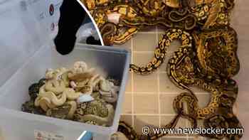 Douane doet bizzare ontdekking: 67 levende pythons in sokken verstopt