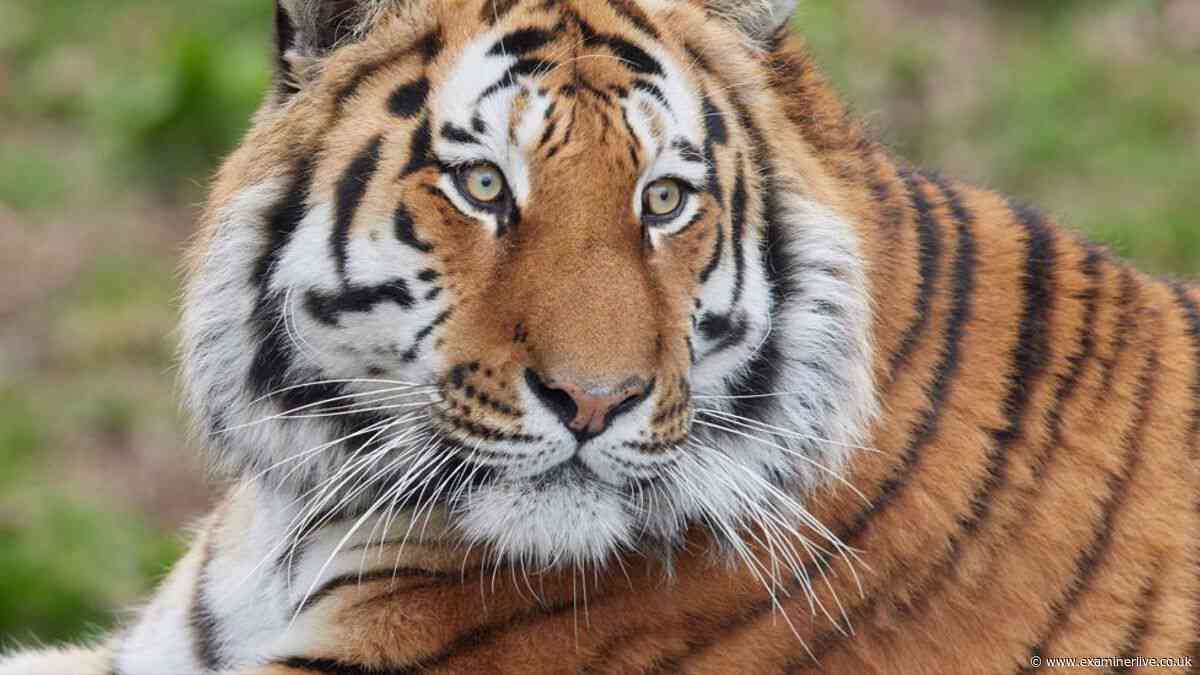 Man 'seriously injured' after entering tiger enclosure - police statement in full