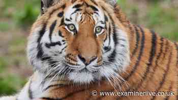 Man 'seriously injured' after entering tiger enclosure - police statement in full