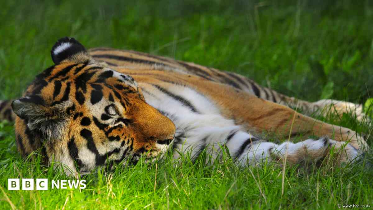 Man attacked by tiger at Yorkshire Wildlife Park